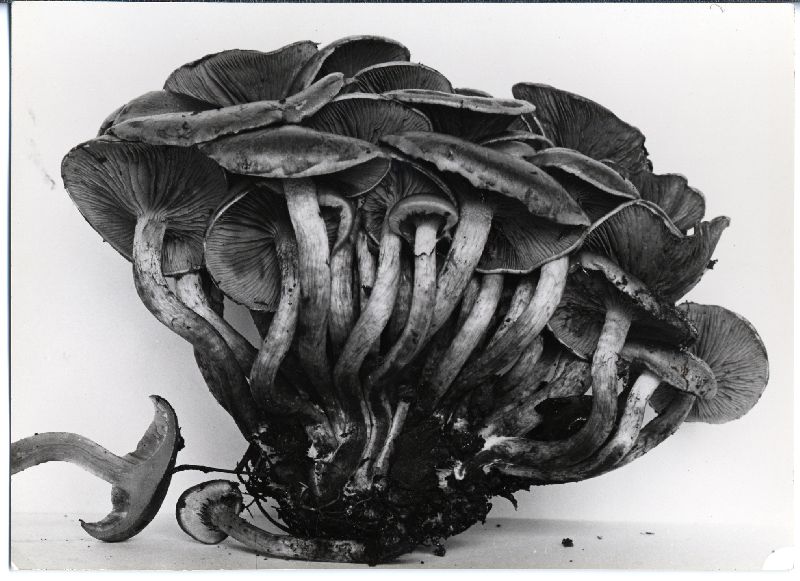 Pholiota prolixa image