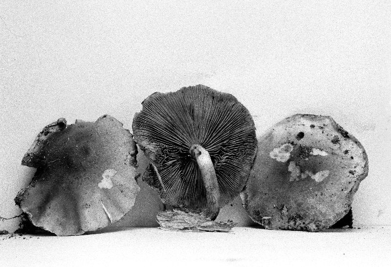 Pholiota pseudopulchella image