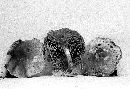Pholiota pseudopulchella image