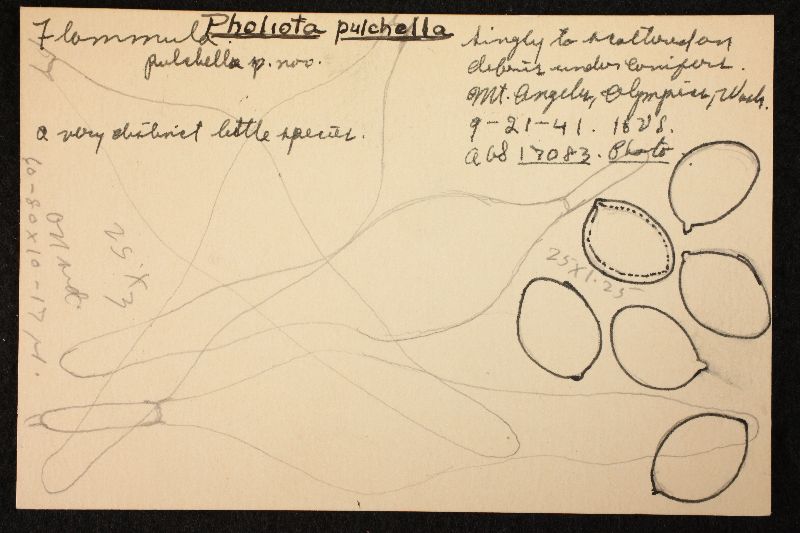 Pholiota pulchella image