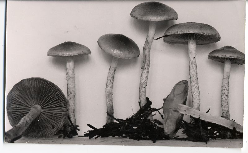Pholiota pulchella image