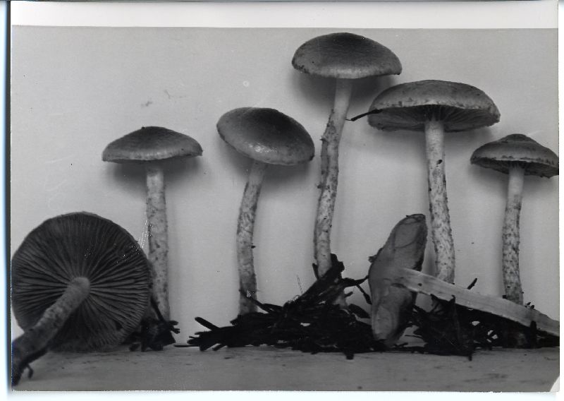 Pholiota pulchella image