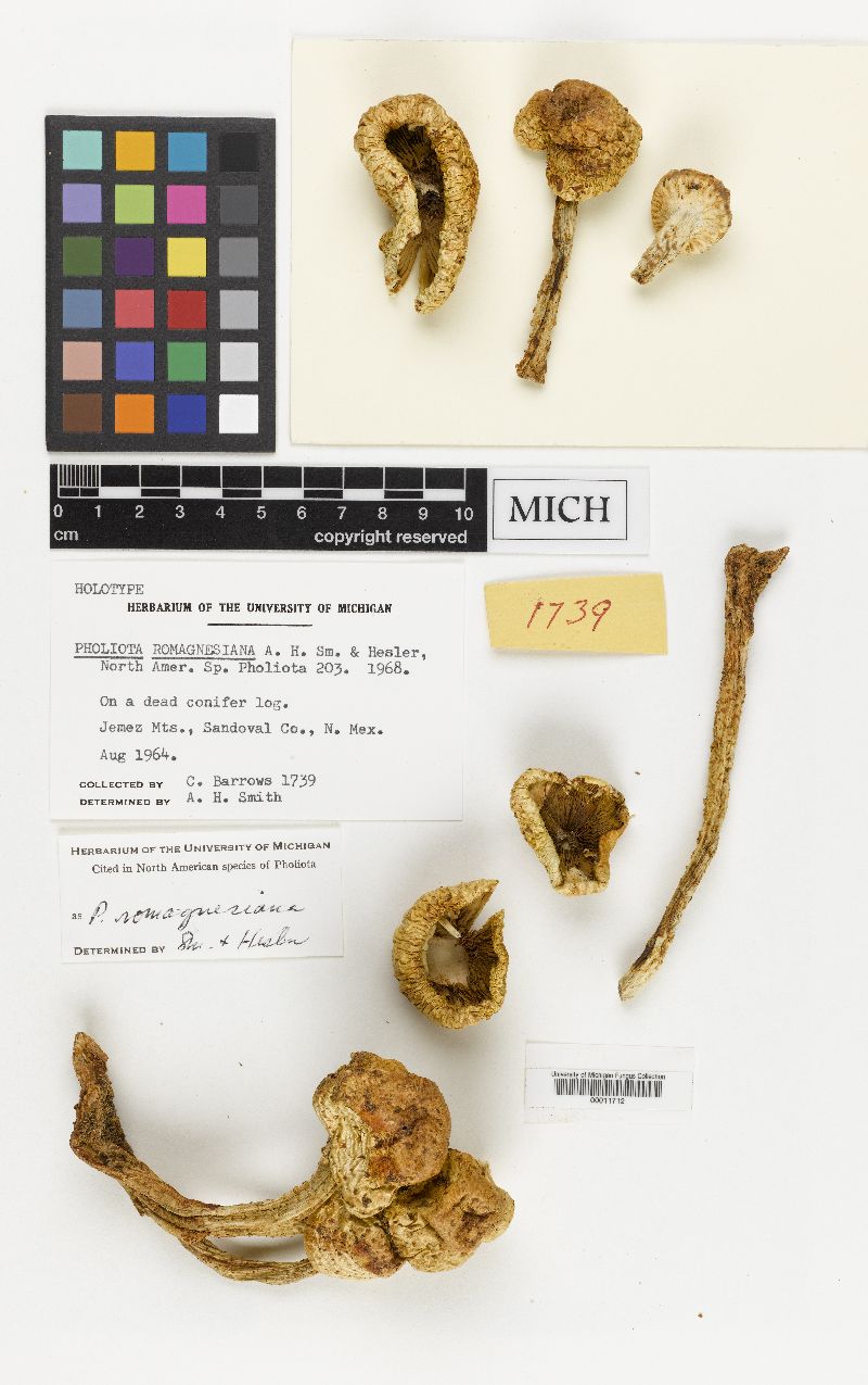 Pholiota romagnesiana image