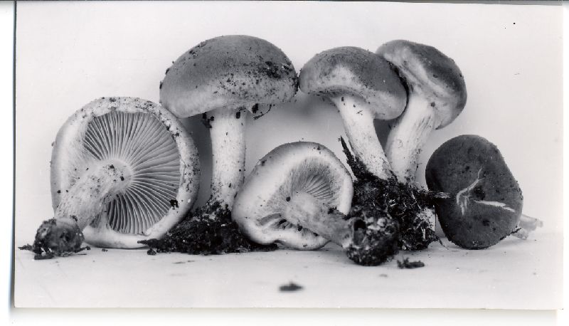 Pholiota rubronigra image