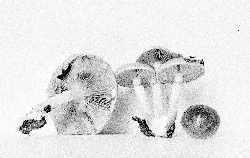 Pholiota rubronigra image
