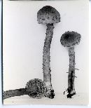 Pholiota sola image