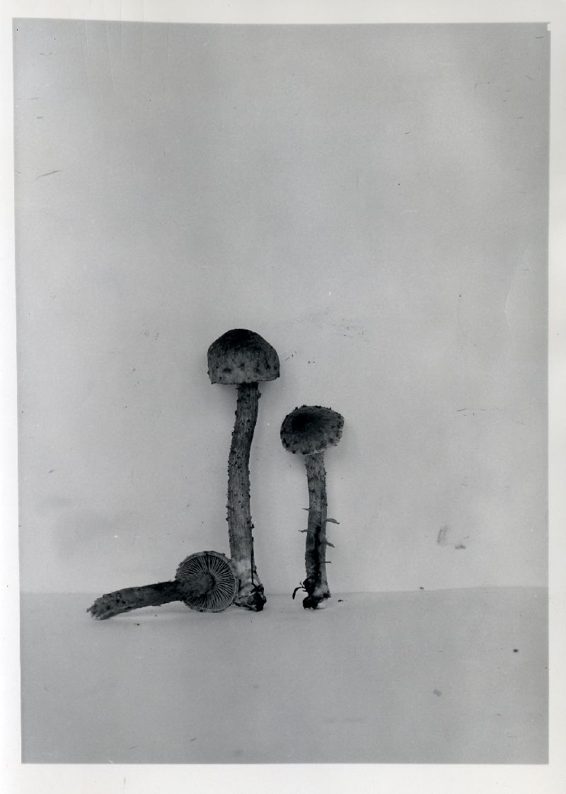 Pholiota sola image