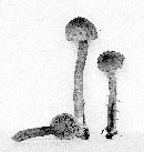 Pholiota sola image