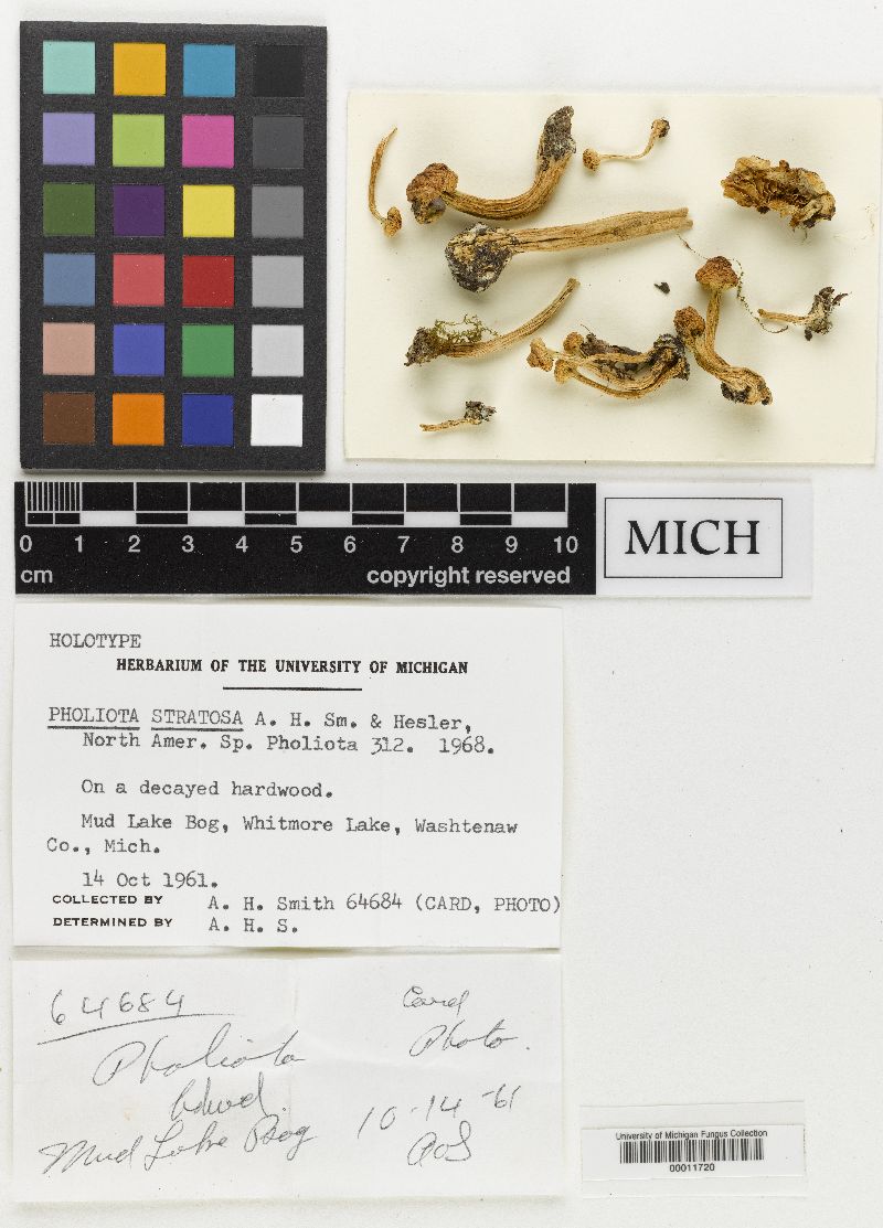 Pholiota stratosa image