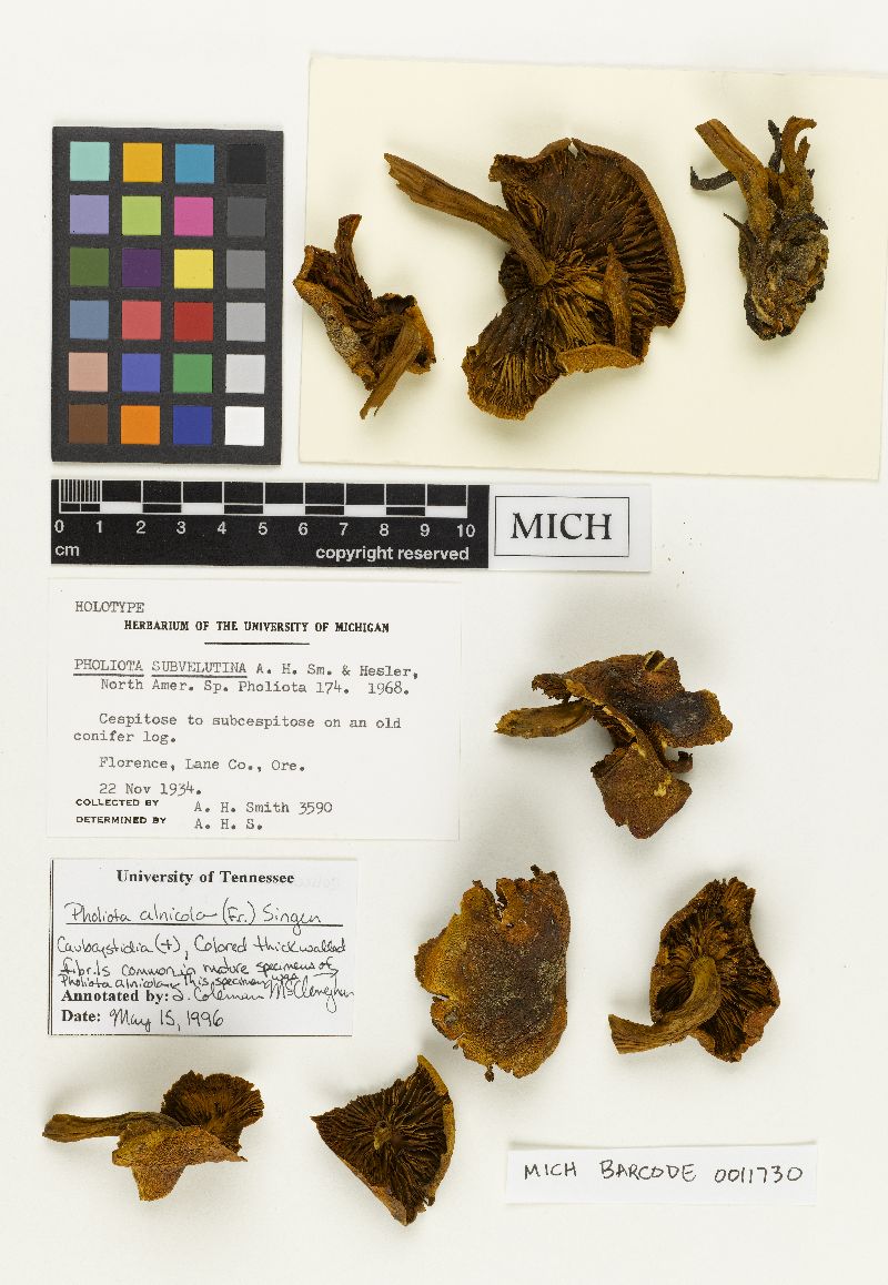 Pholiota subvelutina image