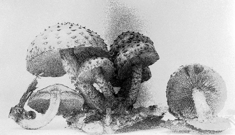 Pholiota subvelutipes image