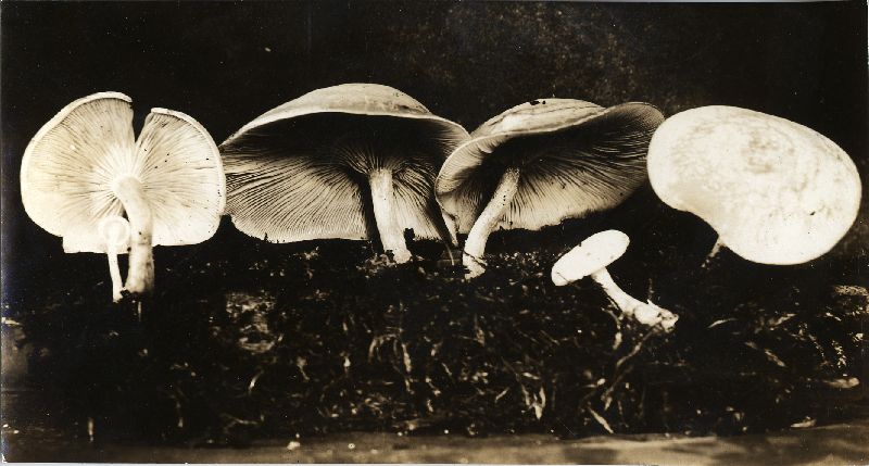 Pleurotus fimbriatus image