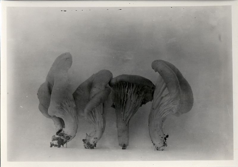 Pleurotus inversus image