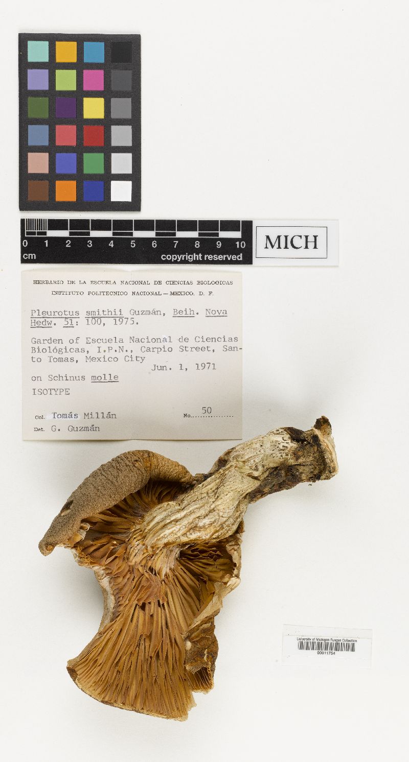 Pleurotus smithii image
