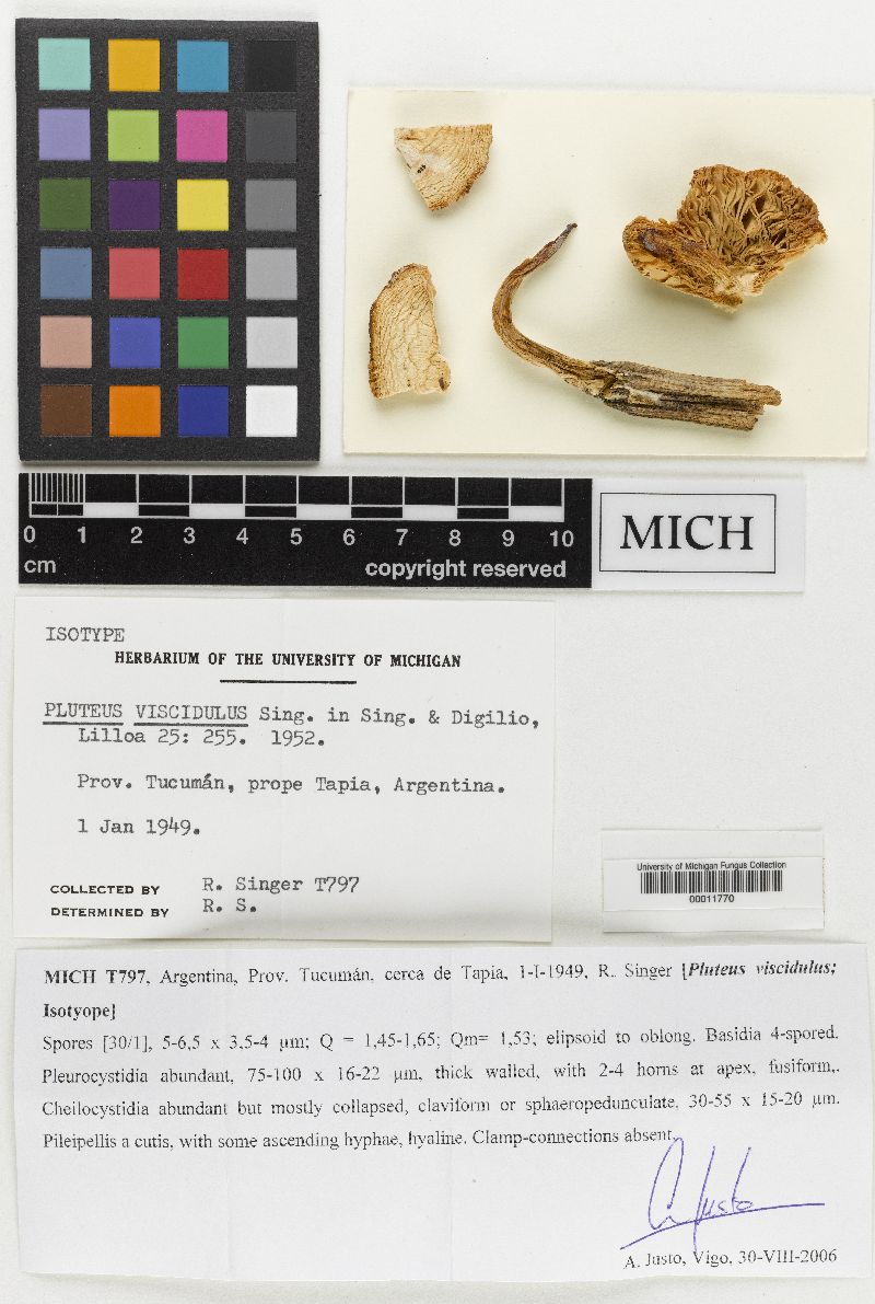 Pluteus viscidulus image