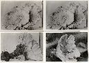 Climacocystis borealis image