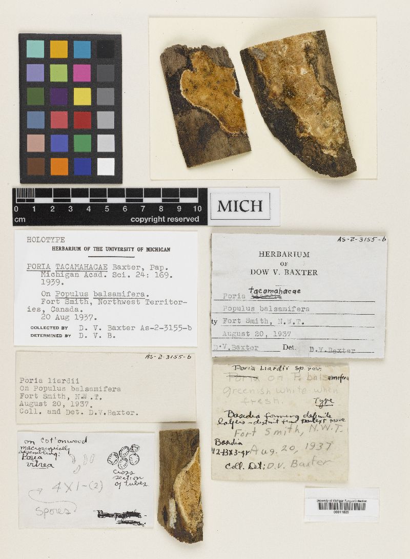 Poria tacamahacae image