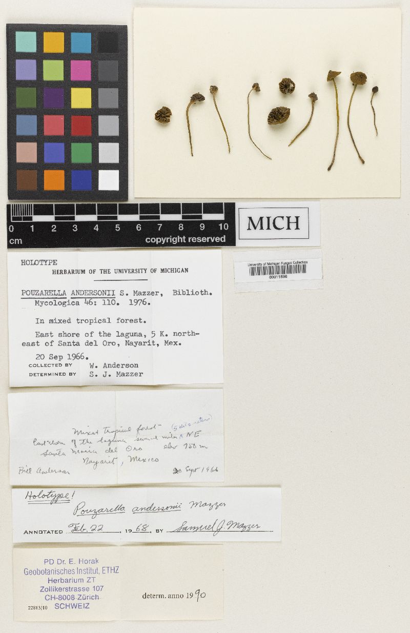 Pouzarella andersonii image