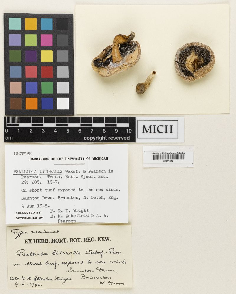 Agaricus litoralis image