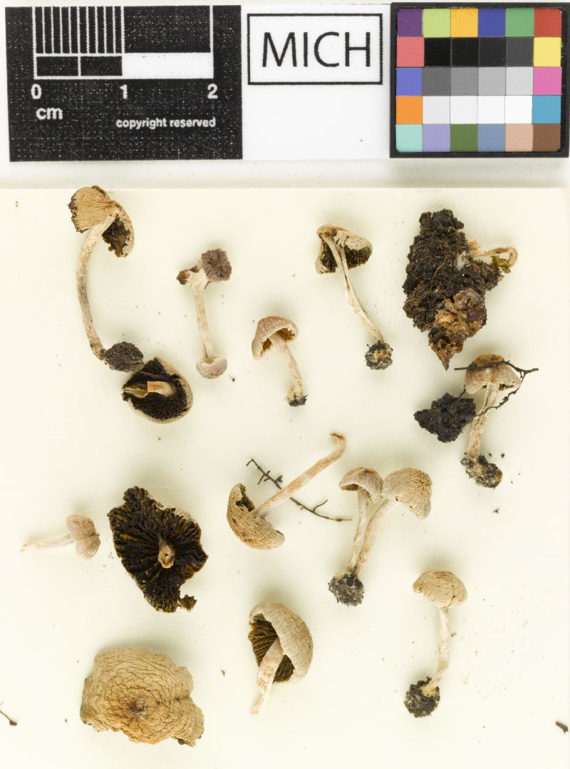 Psathyrella abortiva image