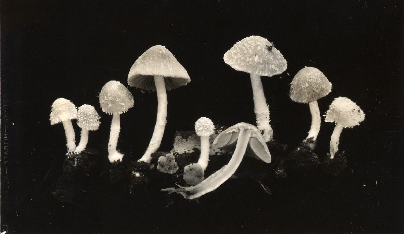 Psathyrella abortiva image