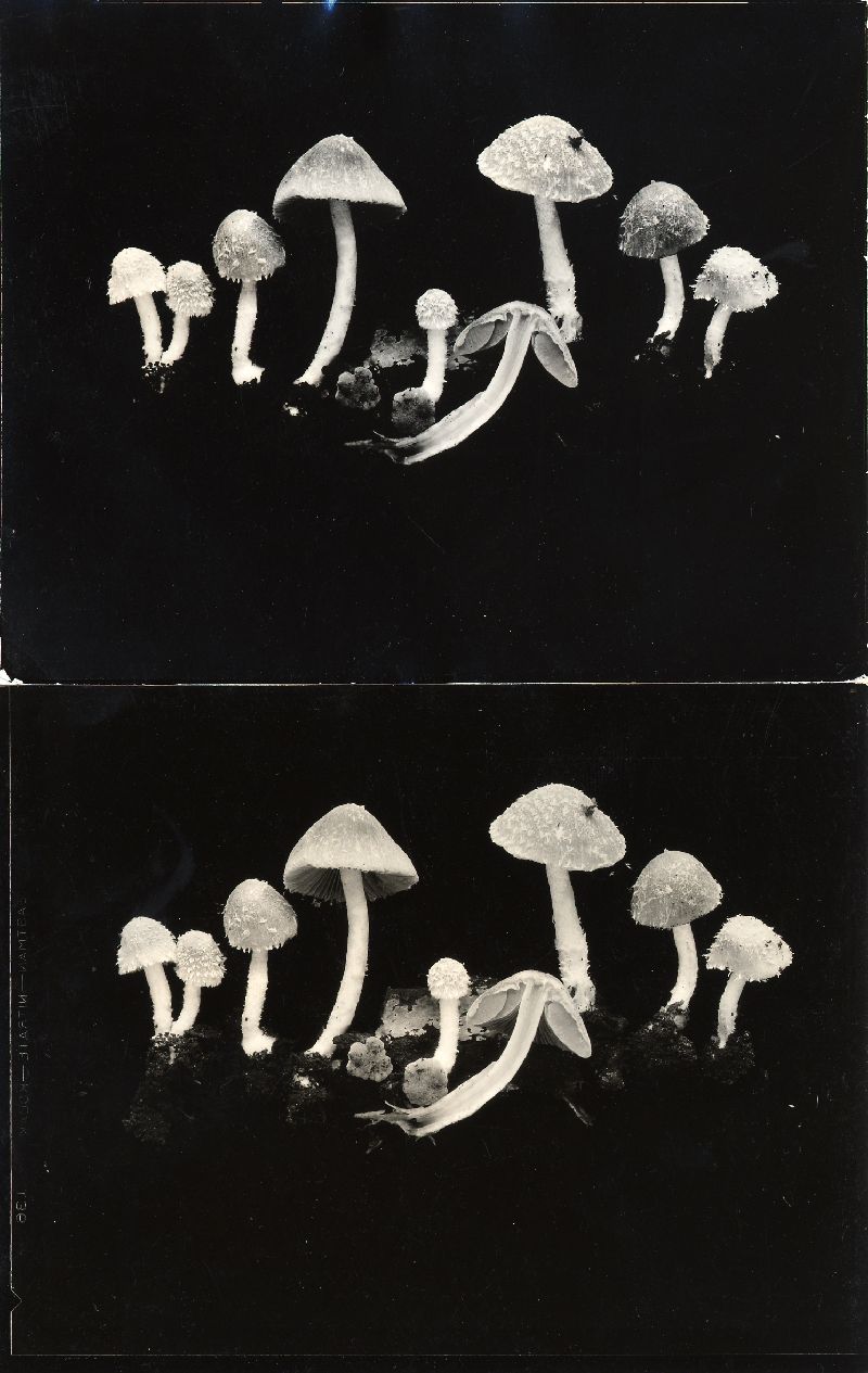 Psathyrella abortiva image