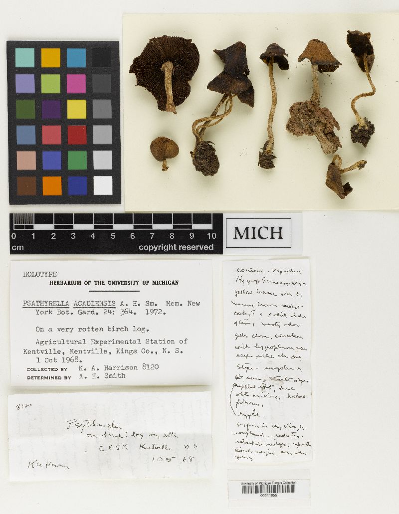 Psathyrella acadiensis image