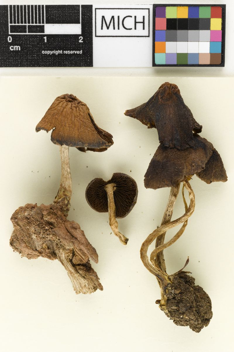 Psathyrella acadiensis image