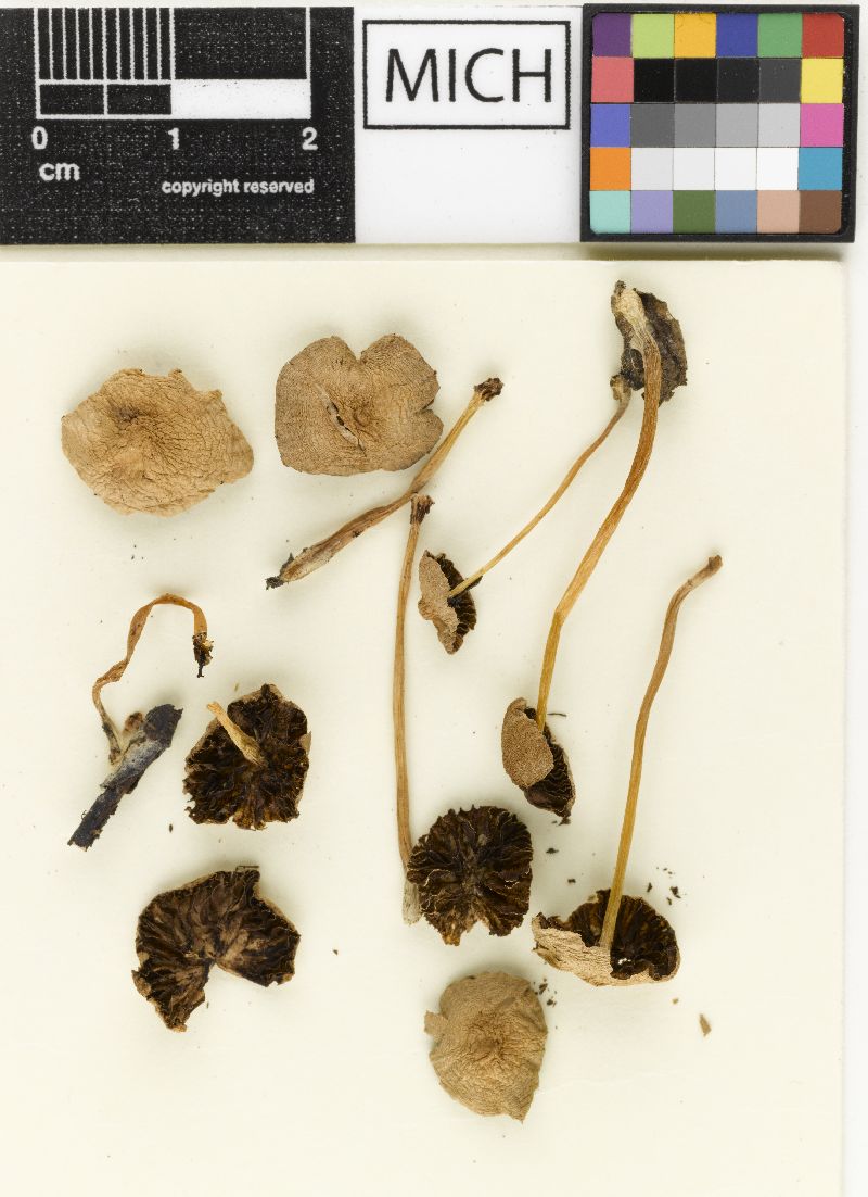 Psathyrella affinis image