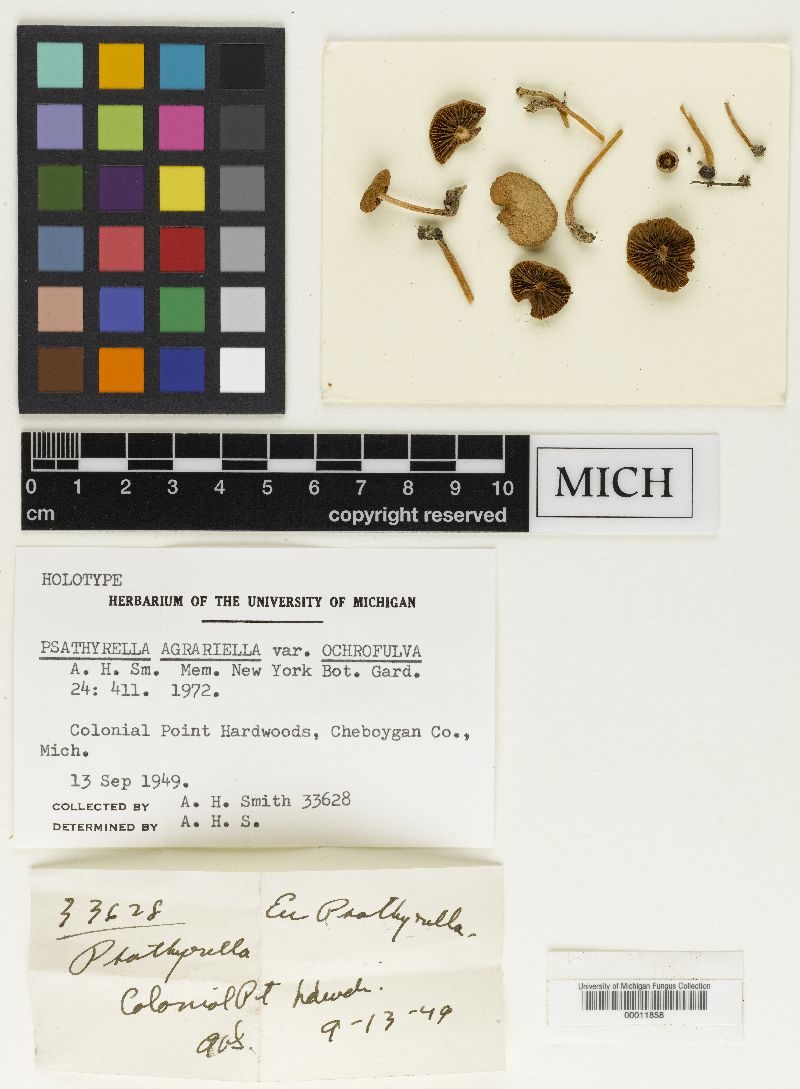 Psathyrella agrariella image