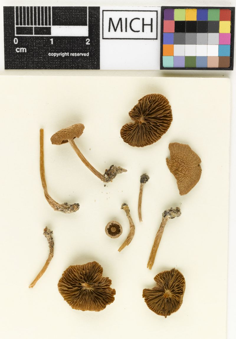 Psathyrella agrariella image