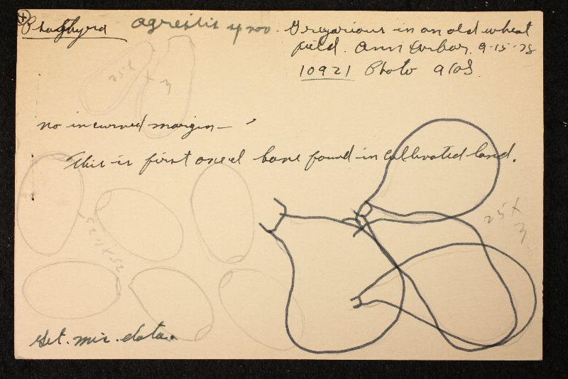 Psathyrella agrestis image