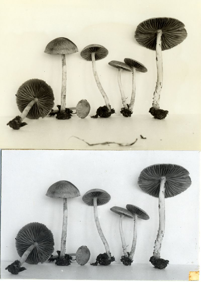 Psathyrella agrestis image