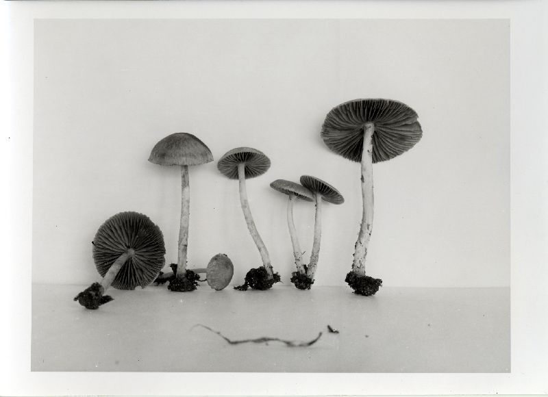 Psathyrella agrestis image