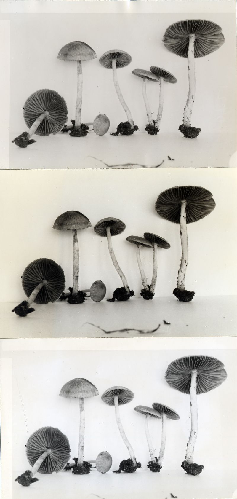 Psathyrella agrestis image