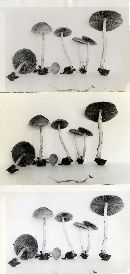 Psathyrella agrestis image