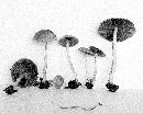 Psathyrella agrestis image