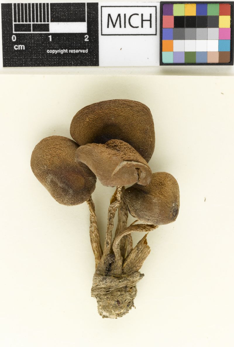 Psathyrella alaskaensis image