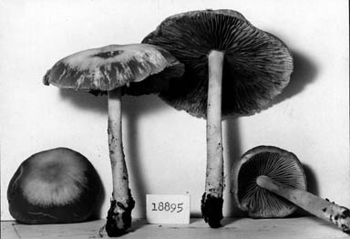 Psathyrella albescens image