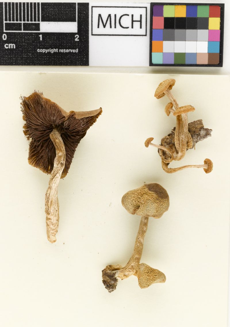 Psathyrella albocinerascens image