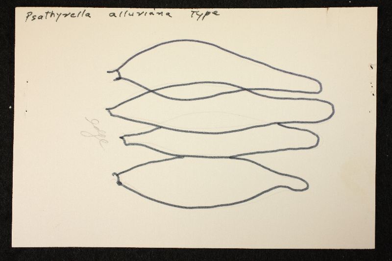 Psathyrella alluviana image