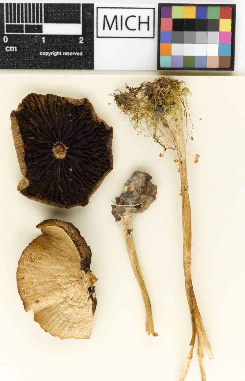 Psathyrella amarella image