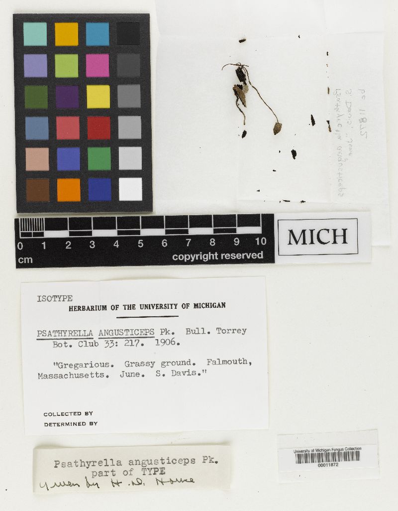 Psathyrella angusticeps image