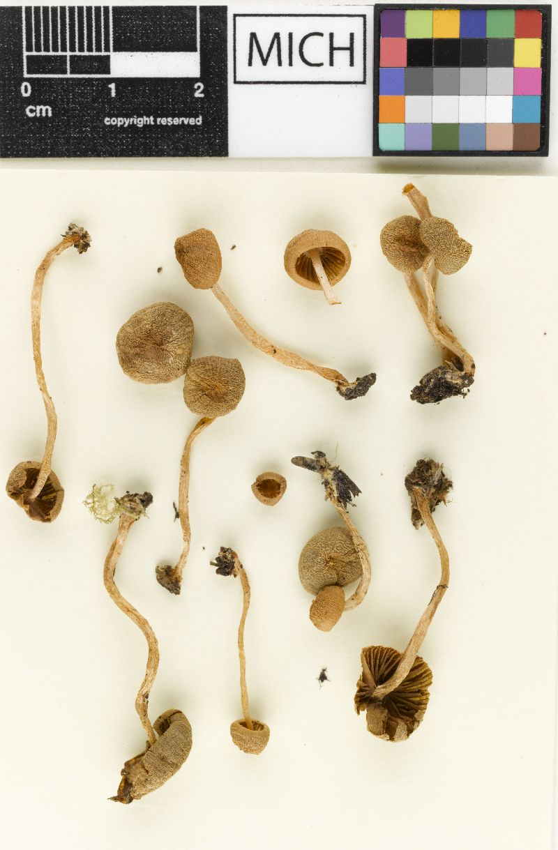 Psathyrella angusticystis image