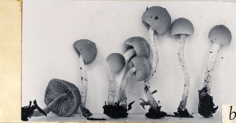 Psathyrella angusticystis image
