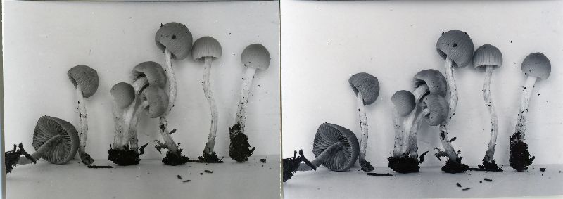 Psathyrella angusticystis image