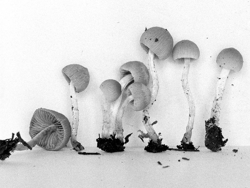 Psathyrella angusticystis image