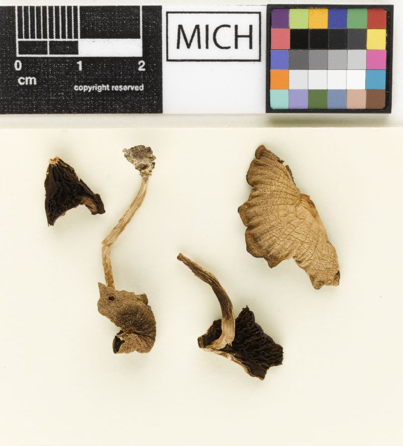 Psathyrella argillacea image