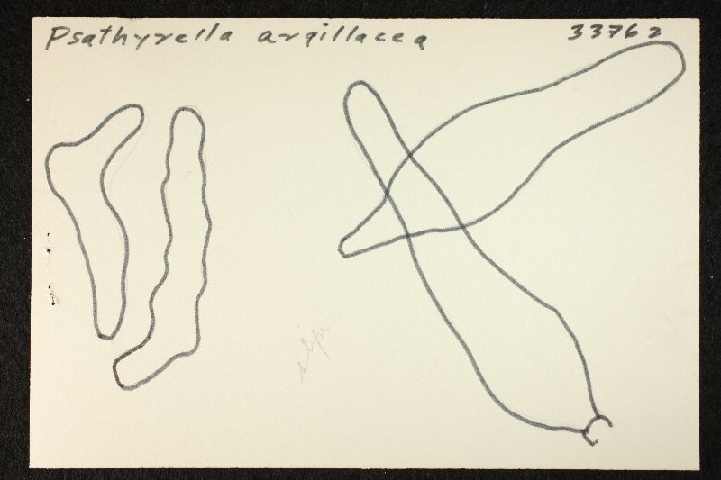 Psathyrella argillacea image