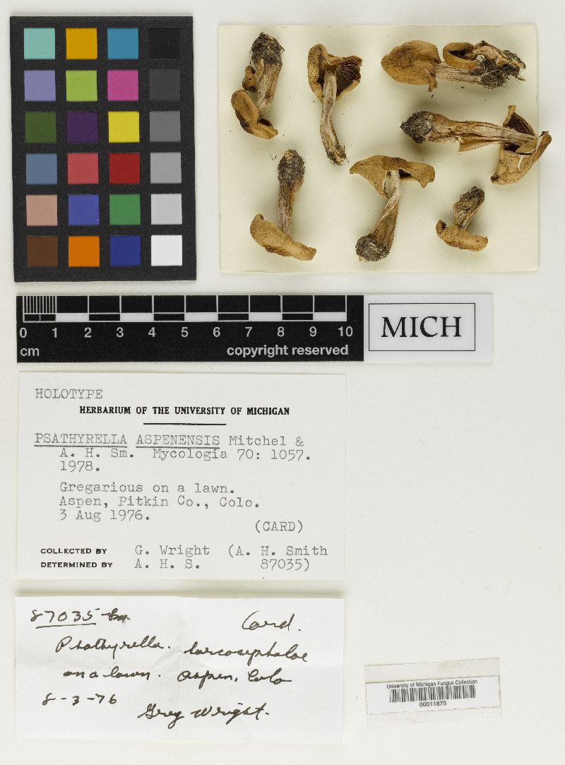 Psathyrella aspenensis image